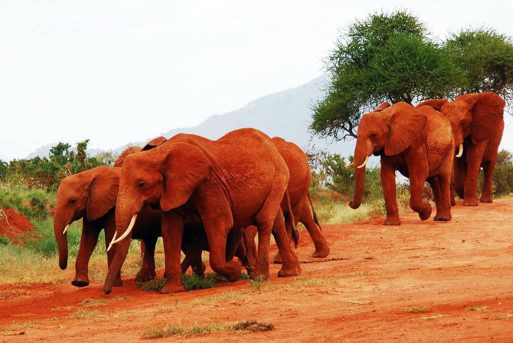 3 Days Tsavo National Park Safari