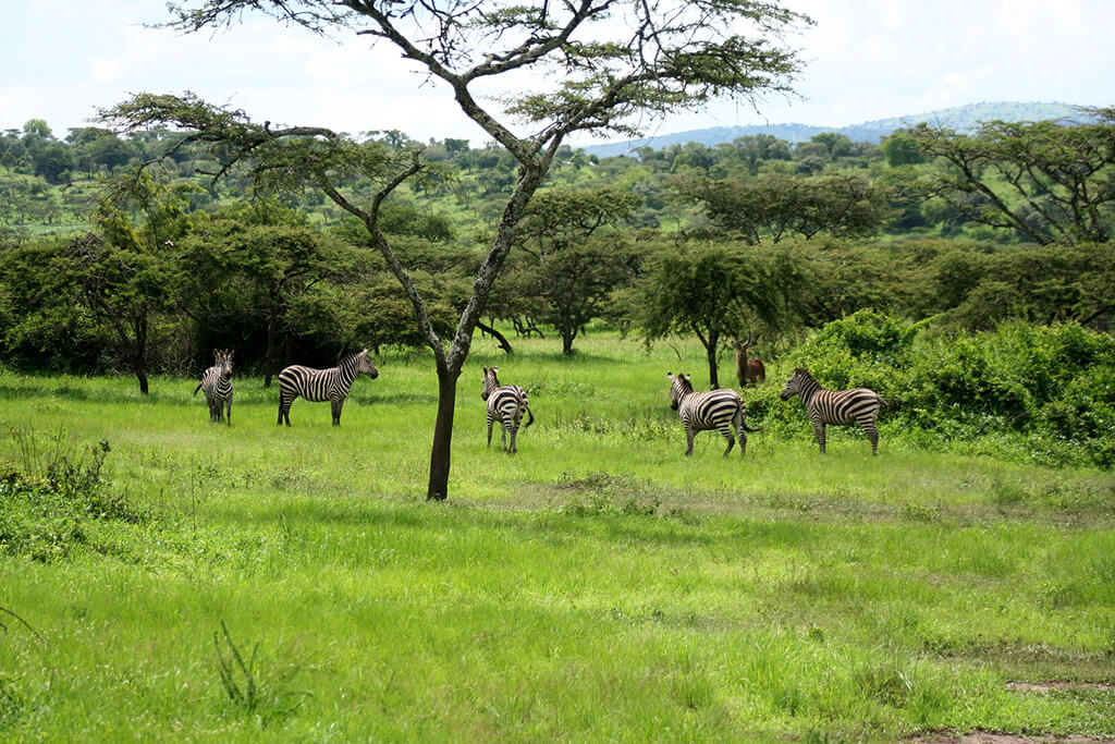 2 Days Akagera National Park Wildlife Safari