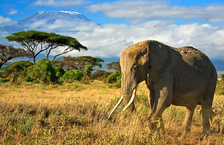 Amboseli National Park