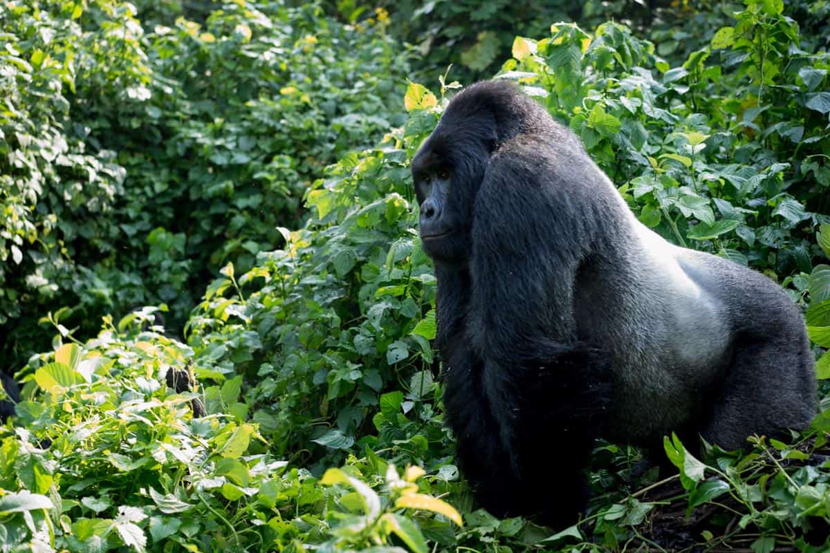 3 Days Congo Gorilla Tour