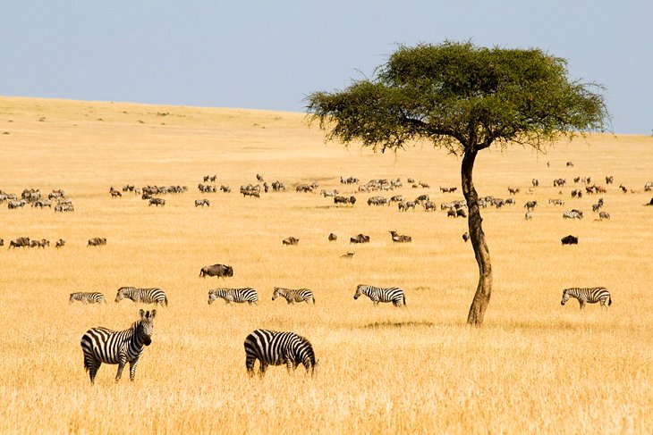 Maasai Mara National Reserve