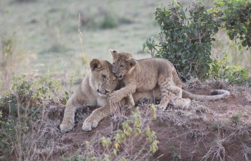 3 Days Samburu National Park Safari