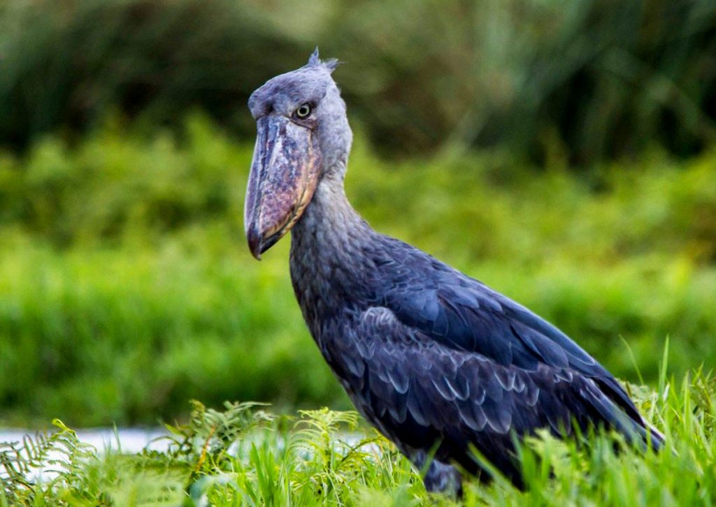 1 Day Birding Mabamba Swamp tour