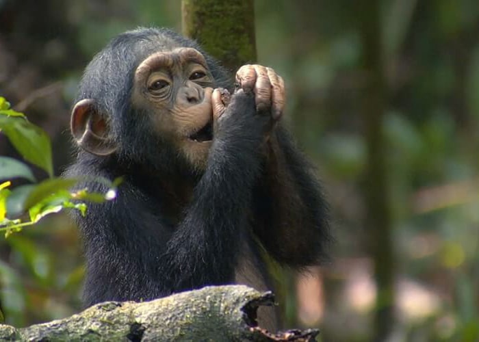 2 days Chimpanzee trekking trip to Kibale Forest