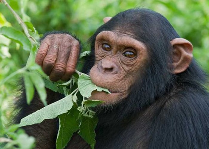 1 Day Kibale Chimpanzee Trekking Safari