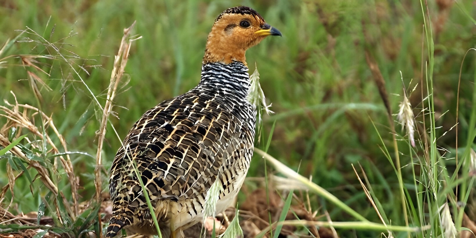 3 Days Uganda Birding Tour