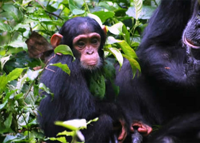 3 Days Queen Elizabeth Park Wildlife safari