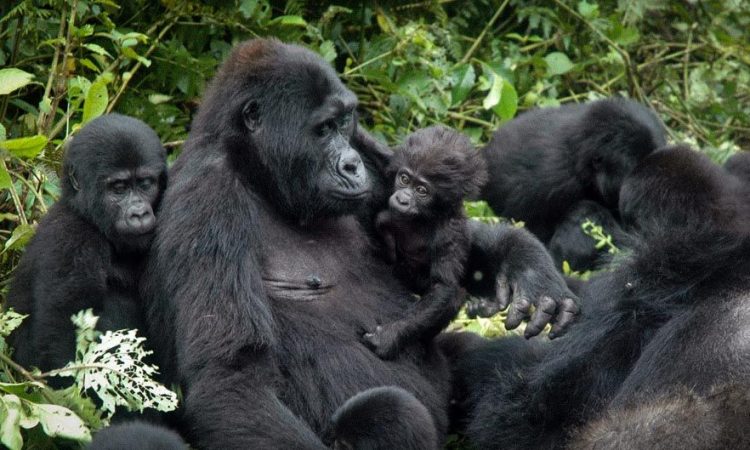 15 Days Best of Uganda Gorillas, Wildlife and Cultural Tour