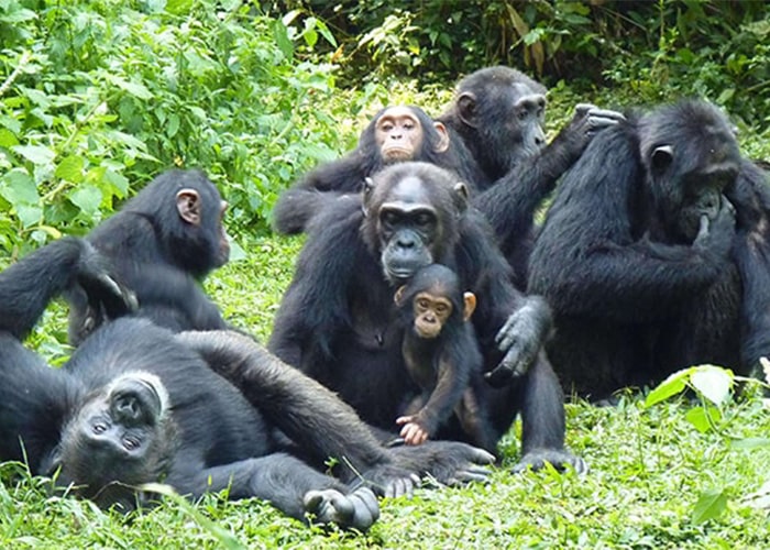 3 days Chimpanzee trekking safari Kibale National Park