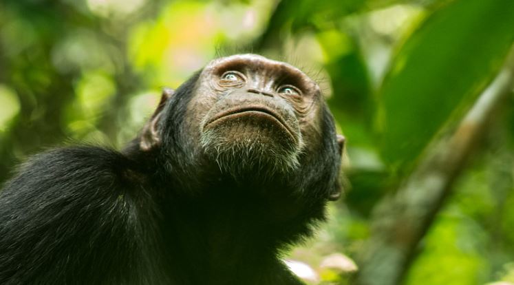 4 Days Uganda Gorilla s and Chimpanzee Trekking Safari 