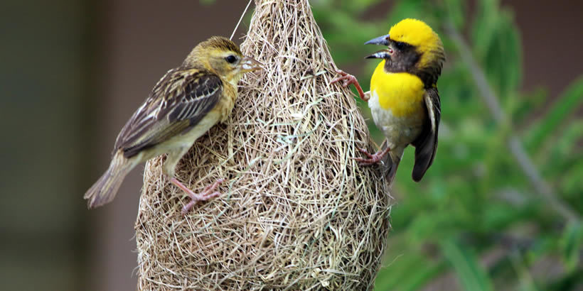 2 Days Birding Tour in Mabamba