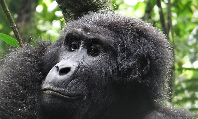 14 Days Rwanda and Uganda Gorilla Safari