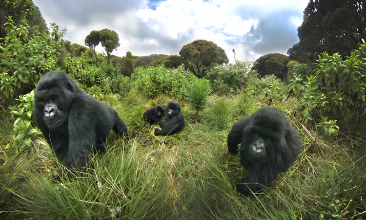 9 Days Rwanda Gorilla Trekking Tour