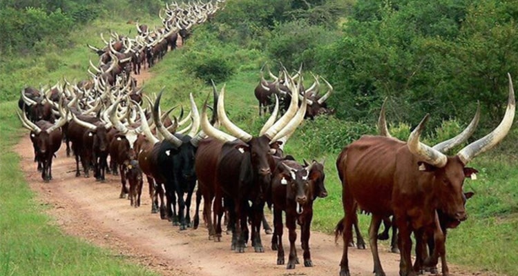Ankole Cattle