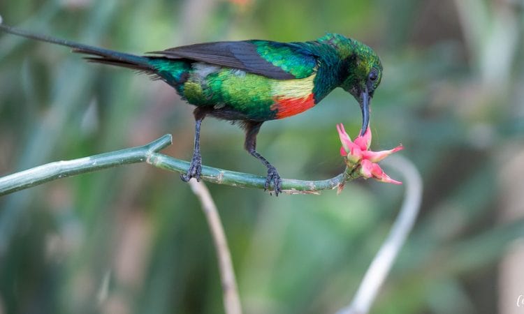 7 Days Rwanda Birding and Wildlife Safari