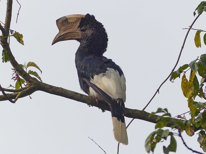 9 Days Rwanda Bird Watching Safari