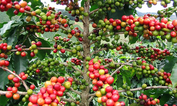 Tour the Coffee Plantations of Eastern Uganda