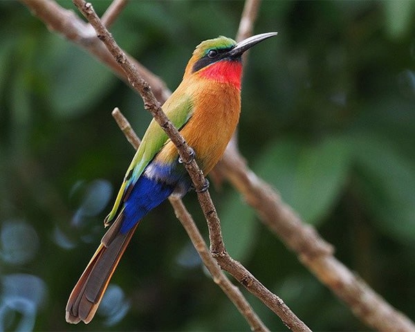 Birding in Akagera National Park