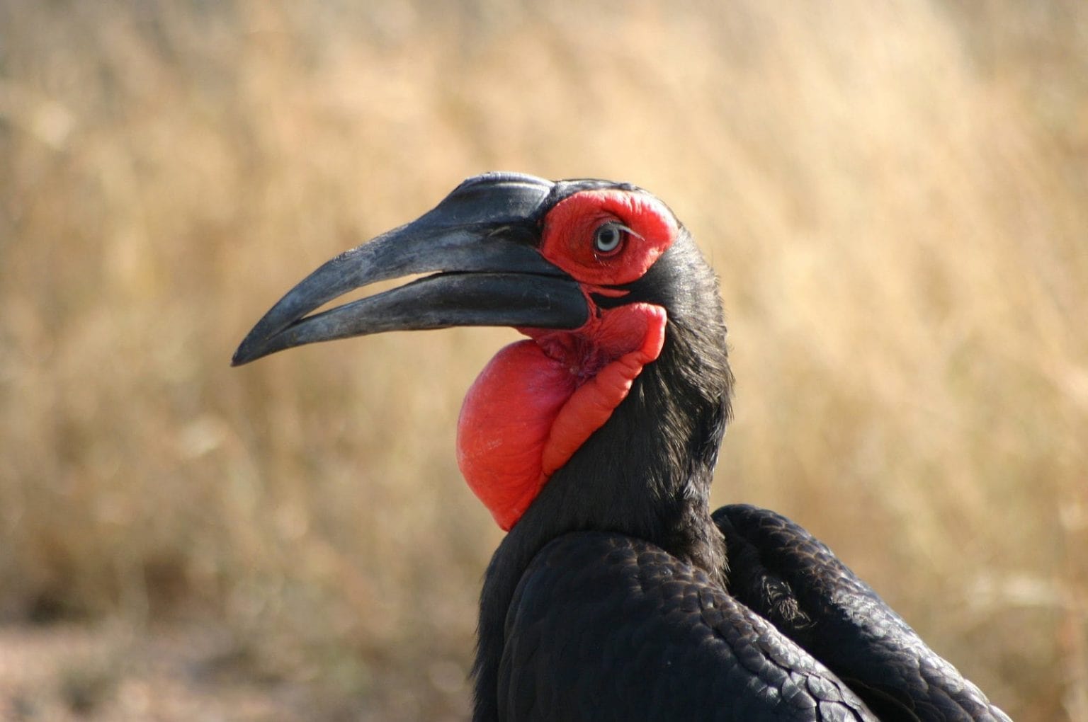 19 Days Uganda Birding Tour