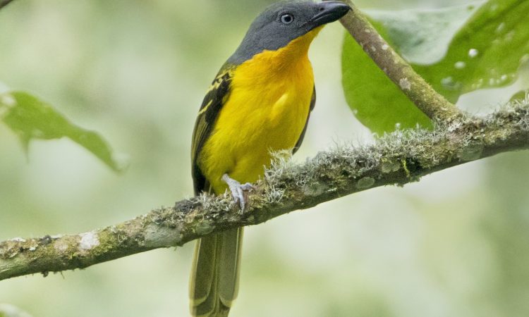 1 Day Rwanda Birding Tour