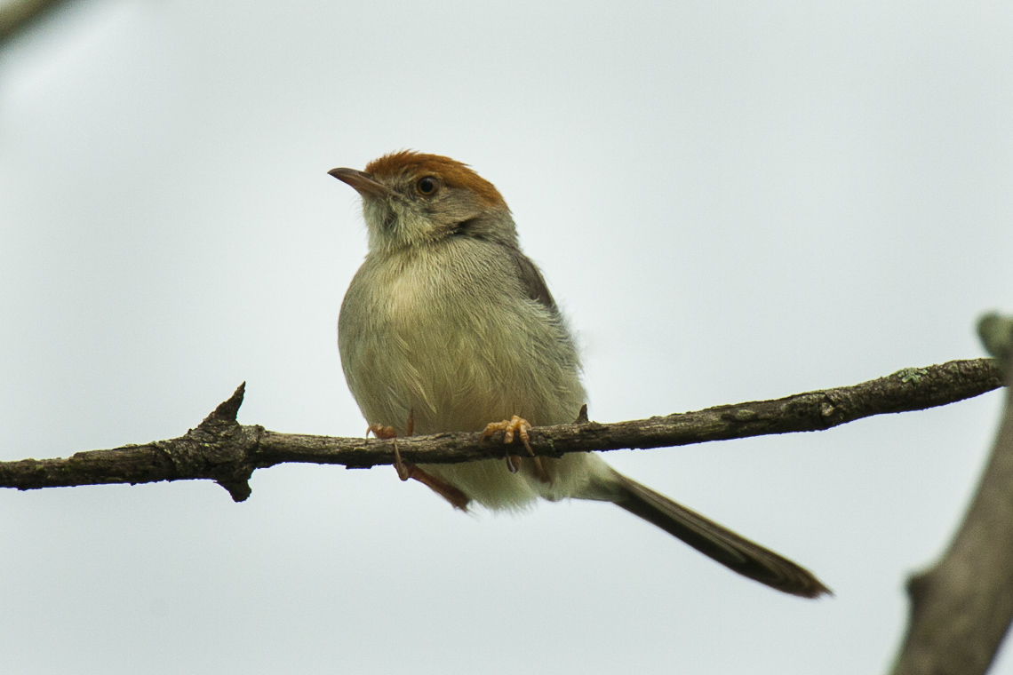 Birding in Lake Mburo