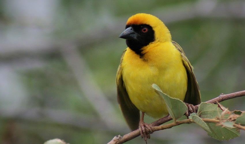 Birding in Gishwati Mukura National Park