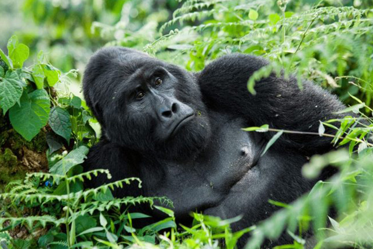 6 Days Rwanda Uganda Gorilla Tour